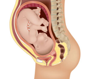 Cervical Position During Pregnancy