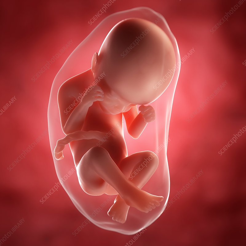 24 weeks foetus