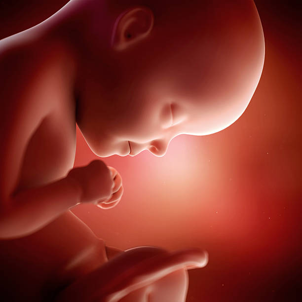 27 weeks foetus
