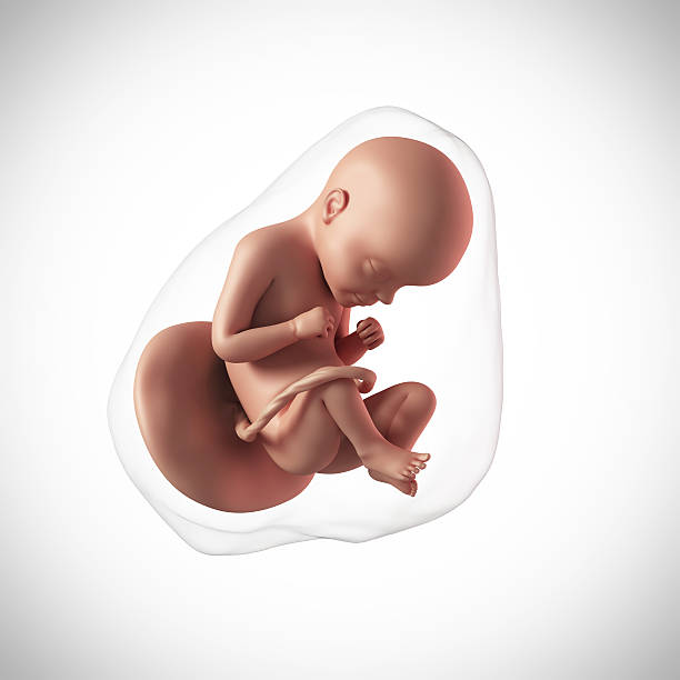 29 weeks foetus