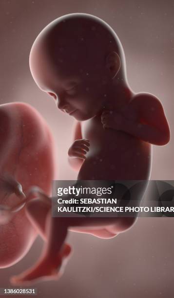 32 weeks pregnant foetus