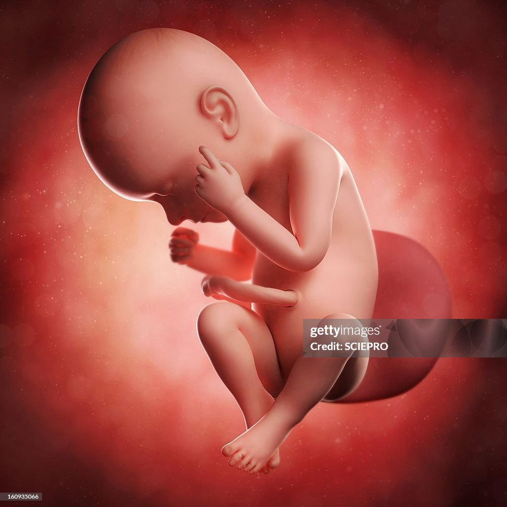 37 WEEKS FOETUS