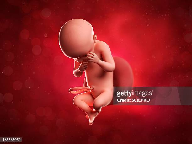 30 weeks foetus