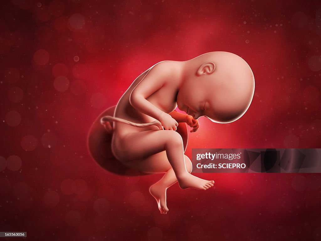 33 weeks foetus