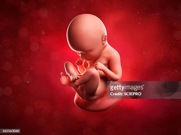 35 weeks foetus