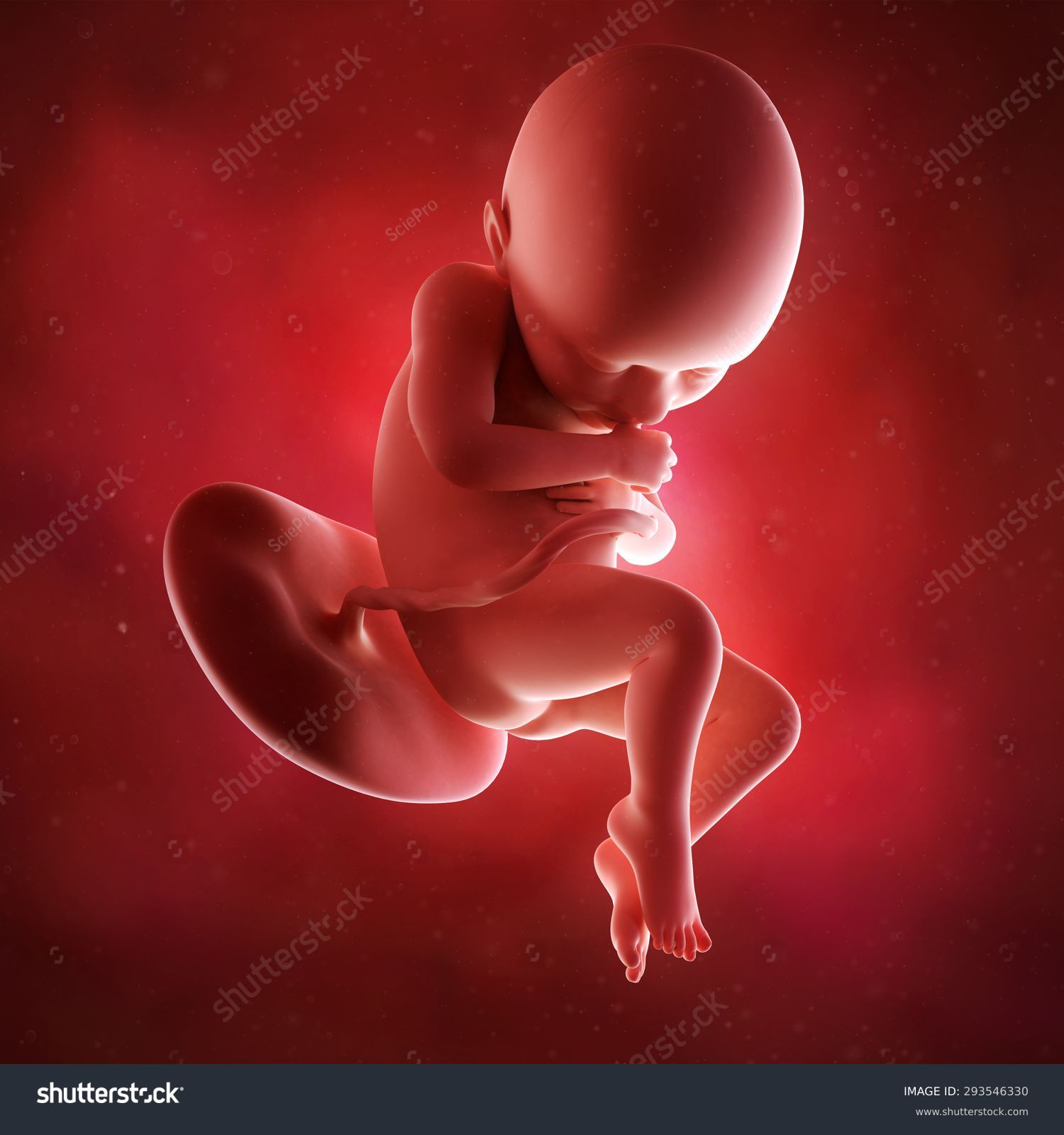 36 WEEKS FOETUS
