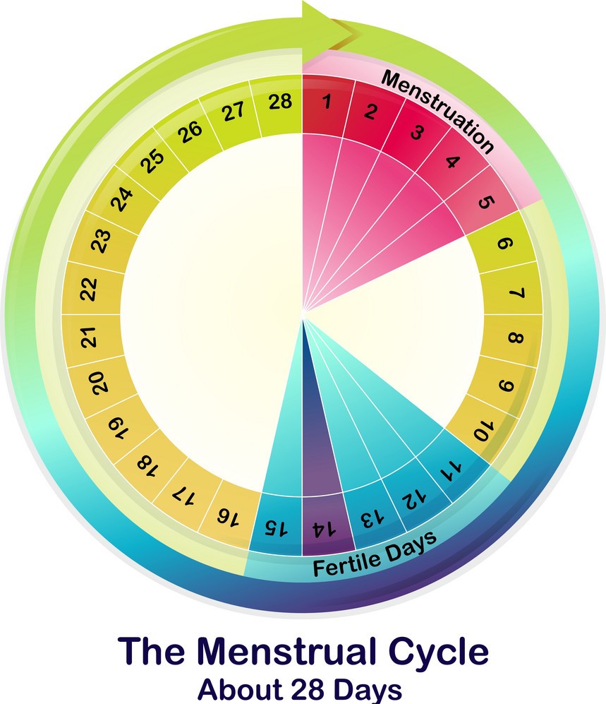 What is the Menstrual Cycle: Unveiling the Rhythms of Reproduction