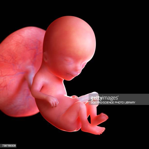 foetus at 12 weeks pregnant